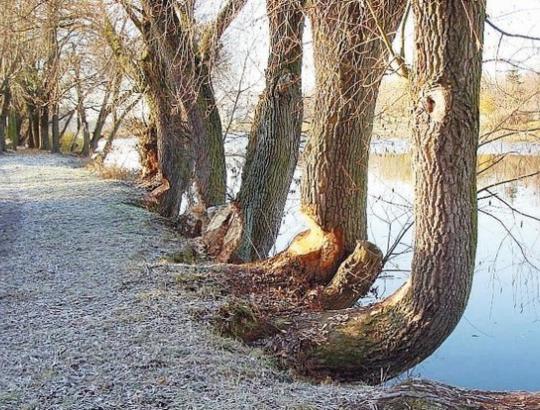 Mariampoliečiai kenčia nuo bebrų