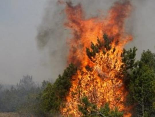 Kuršių nerijos NP: žala gamtai dėl išdegusių kalnapušių siekia 45 mln. litų