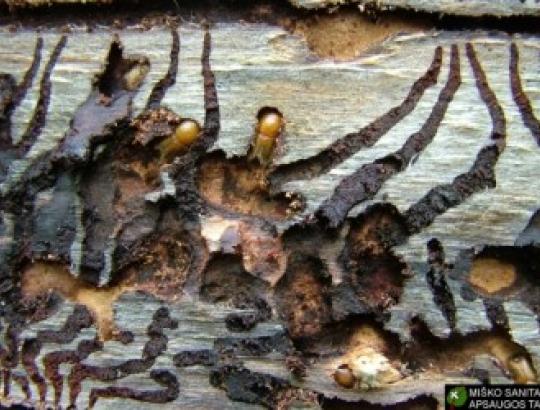 VMT: Eglynams - reali žievėgraužių grėsmė. Kovos priemonės.