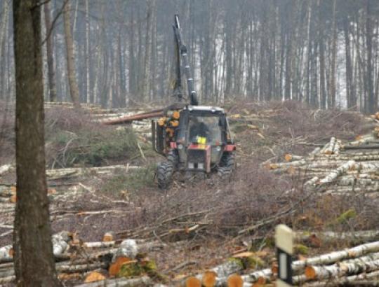 Keliamos aistros dėl būsimų kirtimo apimčių 2014–2018 m. valstybiniuose miškuose 
