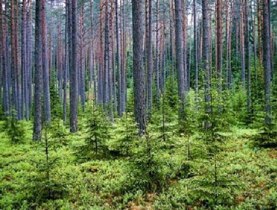 Miško genetikai: Kaip į Lietuvą atkeliavo paprastoji pušis.