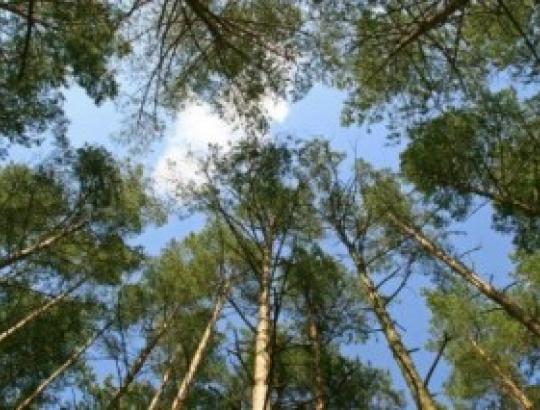 LMSA prašo Prezidentę Dalią Grybauskaitę vetuoti LR Miškų įstatymo pataisas