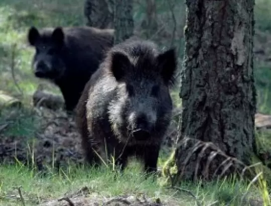 VMVT: Keičiama išmokų už sumedžiotas šernų pateles ir šernų gaišenas tvarka