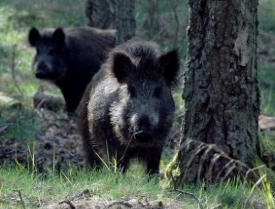 Dėl afrikinio kiaulių maro draudžiama vykdyti kirtimus užkrėstuose Kaišiadorių r. miškuose