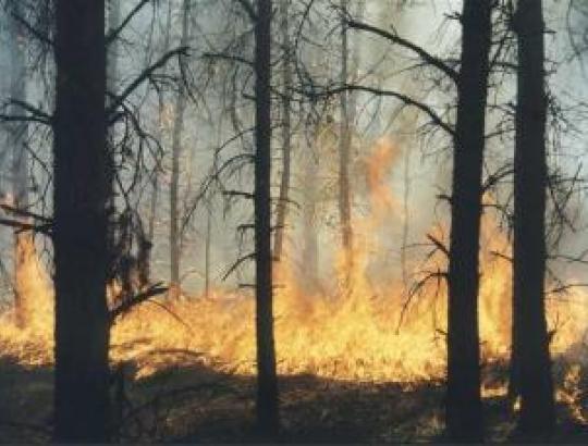 Priešgaisrinė miškų apsauga – ką privalu žinoti