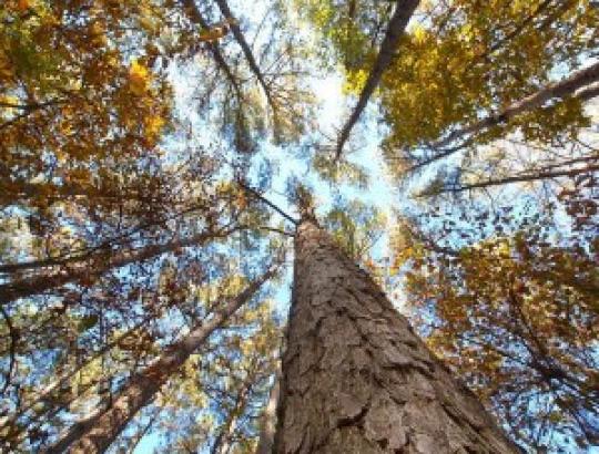 ŽŪM: Už žemę mieste – lygiavertis miško plotas kaime