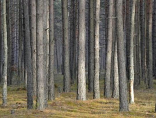 VMT: Kasmet Lietuvos miškuose priauga 16–18 mln. m3 stiebų medienos su žieve