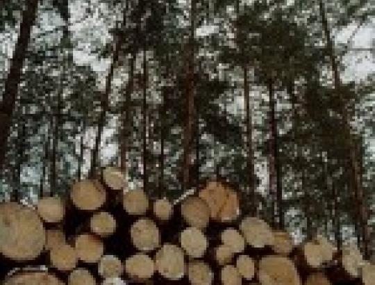 Nuo 2012-jų urėdijose prasidėsiantys internetiniai aukcionai kaitina medienos pirkėjų aistras