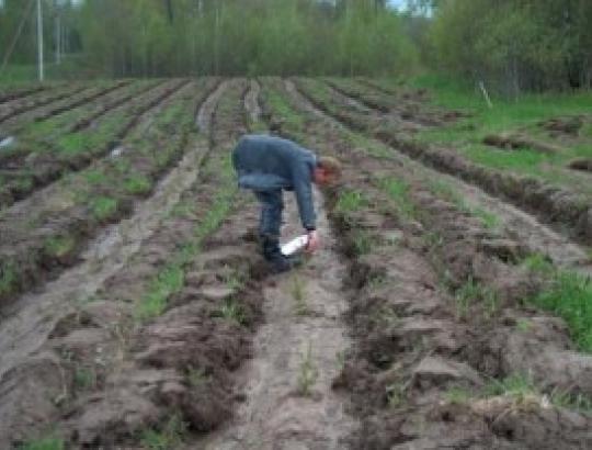 ES išmokos privačių miškų savininkams- tik deklaravus plotus