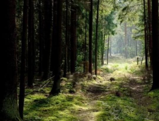 Atviras pokalbis apie Lietuvos miškus, jų naudojimą ir apsaugą