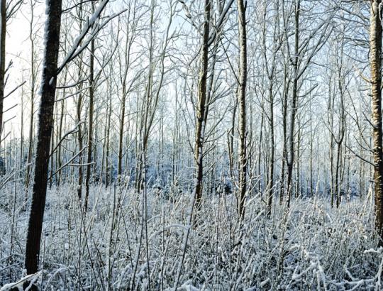 Lietuvoje iškrito pirmasis sniegas
