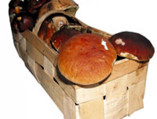 Dėl miško gaisrų Rusijoje- didėjantis lietuviškų grybų eksportas