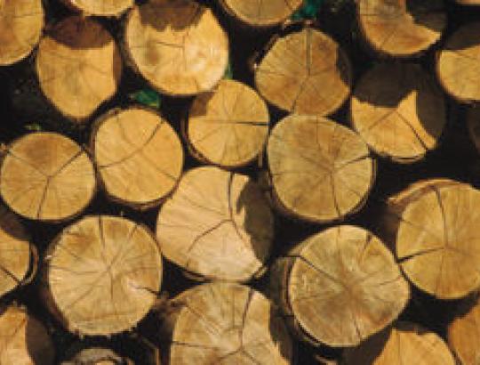 Siūloma LR miškų įstatymu nustatyti nepriklausomų medienos matuotojų atestavimo ir jų veiklos priežiūros tvarką