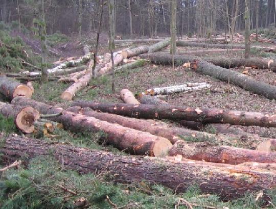 VŽ: Išmatavo mišką – pasigedo milijonų