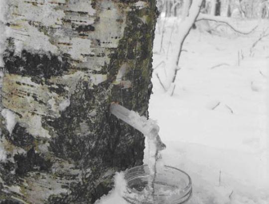 AM: Tekinti sulą – ne iš kiekvieno klevo ar beržo