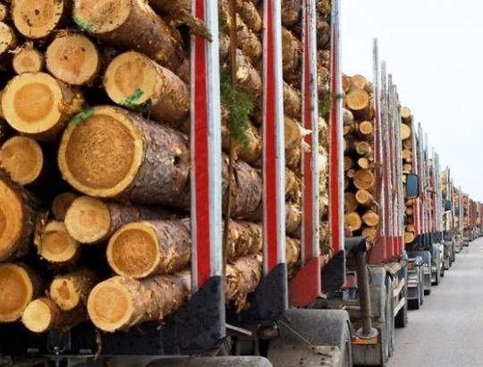 Pigios medienos srautas iš Baltarusijos nežada išsekti
