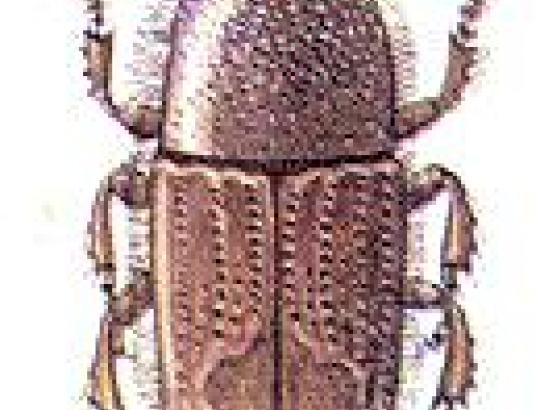 Spygliuočių medienos apsaugai nuo vabzdžių ją rengiamasi apdoroti insekticidais