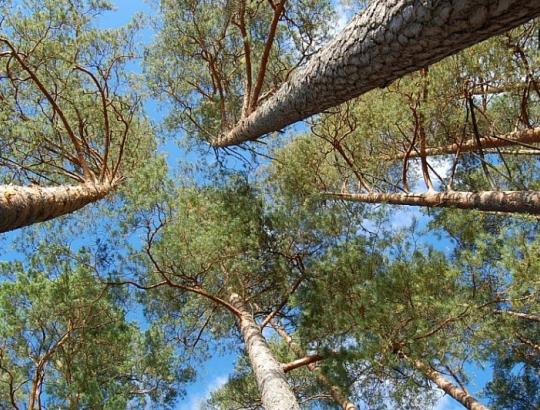 LRT laidoje "Ryto garsai": kokia miškų pertvarka reikalinga Lietuvai?
