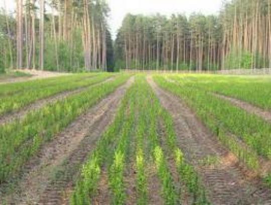 VMT pasidalino miško sodmenų kokybės patikrinimo rezultatais