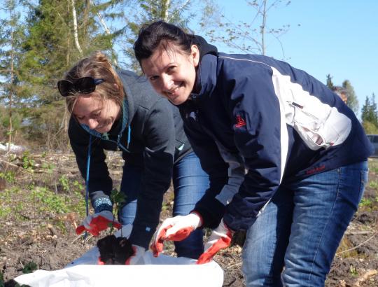 Tradicinė UAB „Likmerė“ miškasodžio šventė Ukmergės raj. "Miško dienos 2014"