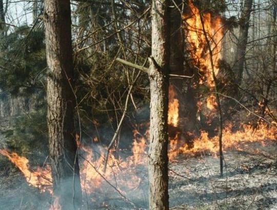 Neatsakingai su ugnimi besielgiantys miško gėrybių rinkėjai- grėsmė miškams
