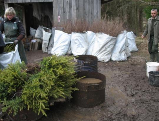 VMT: 2013 m. pavasario miško sodmenų kokybės patikrinimo rezultatai 