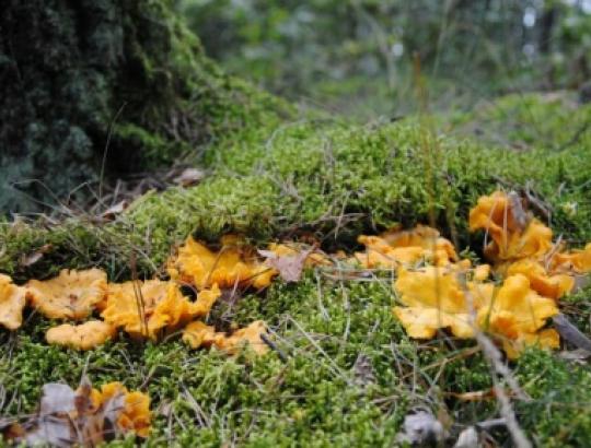 AM atšaukdami draudimą rinkti mažus baravykus ir voveraites panaikino ir pačias grybavimo taisykles