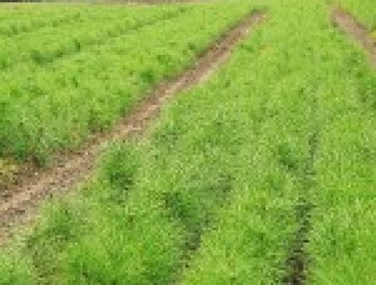 Susivėlinęs pavasaris  trumpina miškasodį