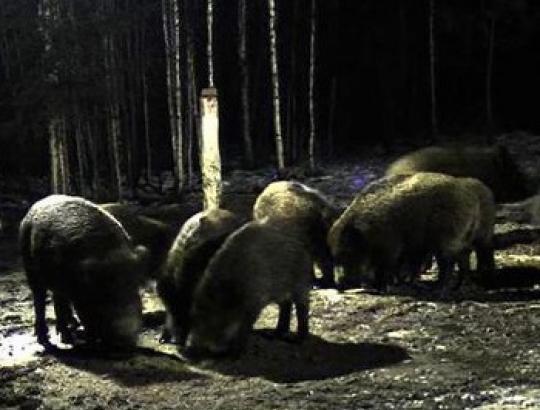 Ministras patvirtino Medžioklės taisyklių pakeitimus, kuriais  uždraudžiamos medžioklės prie šėryklų