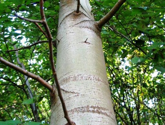 Miškininkas J.Girinas: auginti drebulę nėra nusikaltimas miškui 