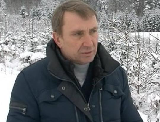 K.Šiaulys: Miškų ir medienos mokesčiai