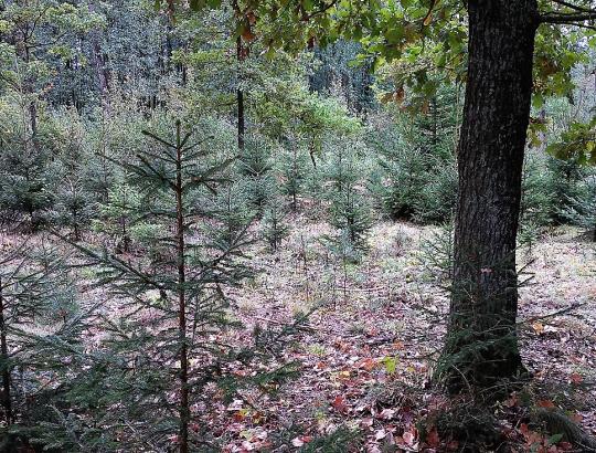 Prasidėjo „Pavyzdingai tvarkomi privati miško valda 2017“ valdų apžiūros