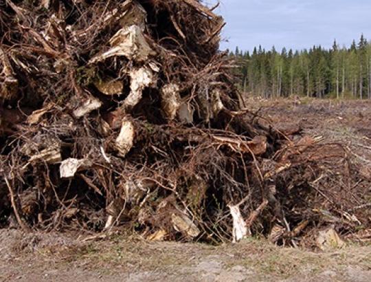 J.Dagilis: Supūdyti draudžiama sudeginti