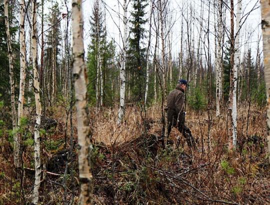 Pirmuose aukcionuose parduodamų miško sklypų vertė išaugo ~40 proc.