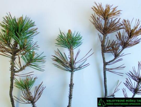 VMT: Pušis puola spygliams kenkianti liga raudonžiedė degligė