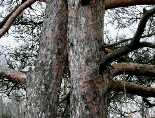 Įtampa auga. Lietuvos miškininkų sąjunga žada priešintis urėdijų pertvarkai