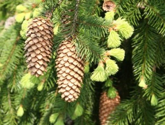  2014-12-18 13 val. miškininkų akcijos „Parsinešk Kalėdas į savo namus 2014“  vietos