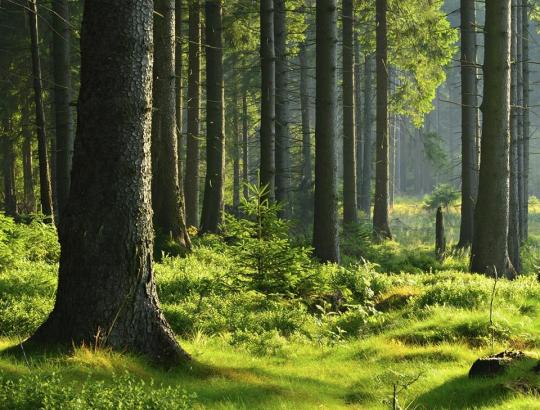 Mokslininkai ieško išmanaus klimato kaitos atžvilgiu miškininkavimo sprendimų