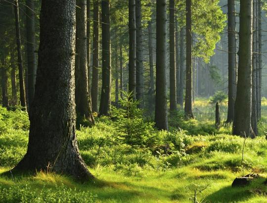 Nacionalinio miškų susitarimo link: 5 NMS koordinacinės grupės susitikimas