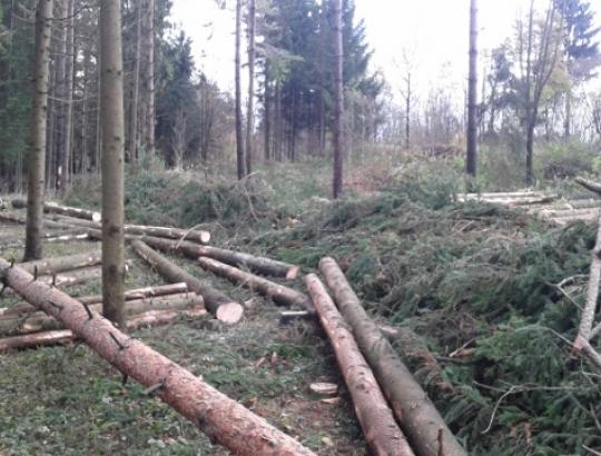 VMT: miško pažaidų 2015 metais ženkliai sumažėjo