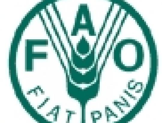 FAO: Medienos gamyba Europoje lėtėja, o Šiaurės Amerika rodo spartų augimą