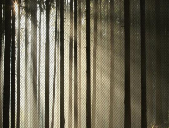 ✅Dr. A.Gaižutis: Miškų politikos įgyvendinimo šešėliai aplinkosaugoje