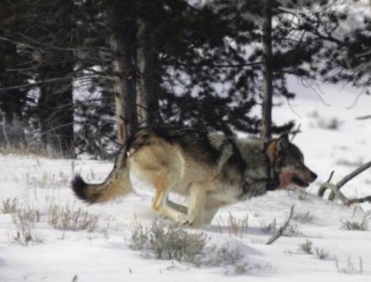 Vokietijos Freiburgo universiteto mokslininkai: nereguliuojamas vilkų populiacijos gausėjimas gali neigiamai paveikti teisiškai įpareigojančius gamtinių buveinių išsaugojimo tikslus. 