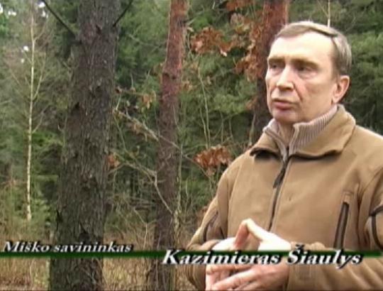 Mano miškas: Retinimo ir einamieji kirtimai reikšmingi formuojant vertingą mišką