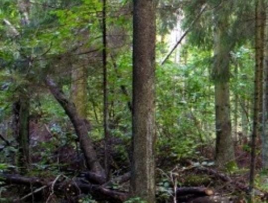 Seimas nusprendė už miestuose turėtą žemę atlyginti lygiaverčiu miško plotu