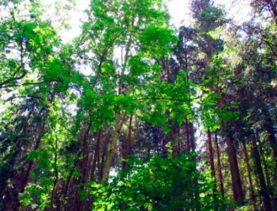 AM: Neoficiali miškų plotų statistika gali „pradanginti“ ir tūkstančius hektarų