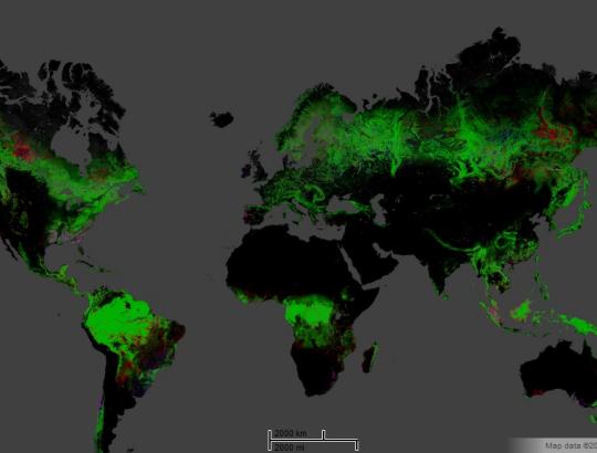 Globalūs miškingumo pokyčiai 2000-2012
