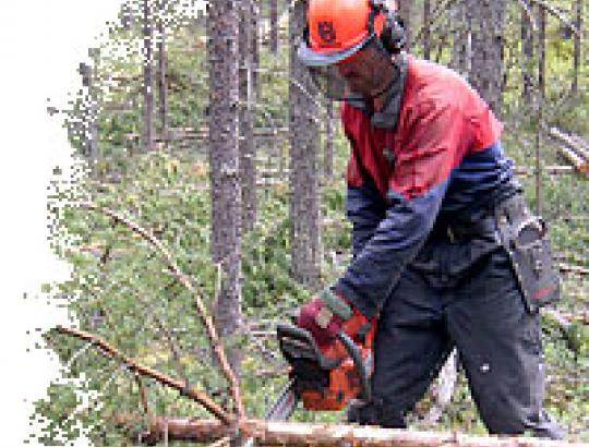 MDRA: Apie rangovų pelnus darbuojantis valstybiniuose miškuose