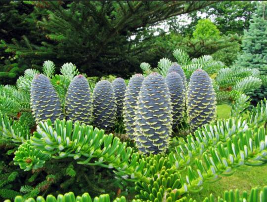Pristatytas atnaujintas Dubravos arboretumas