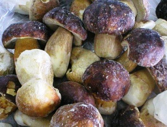 Specialisto patarimai: Miško gėrybių užšaldymas žiemai